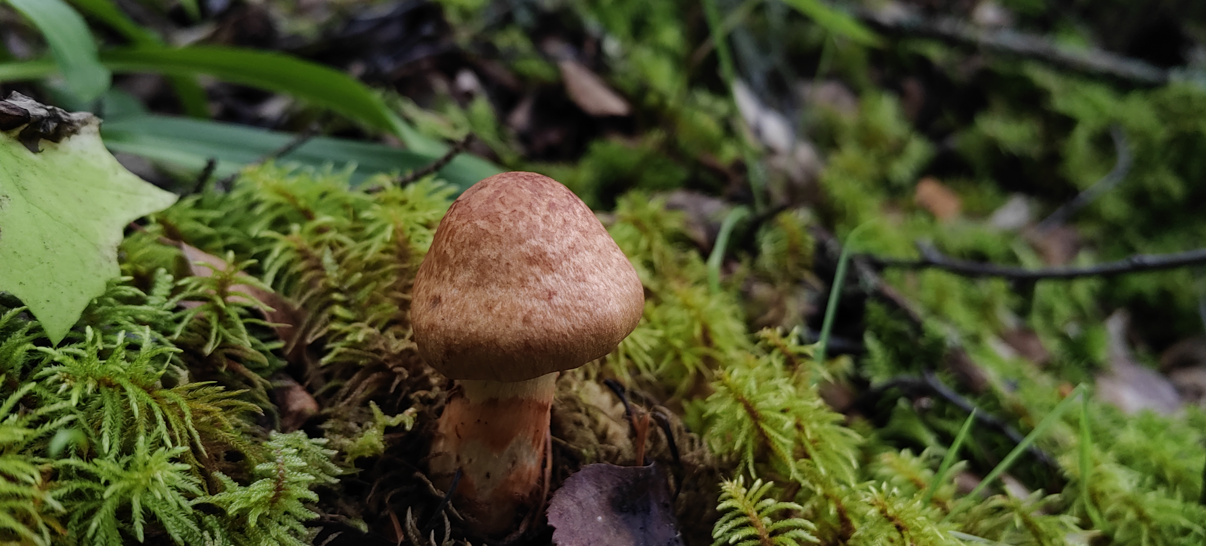 mushroom-image